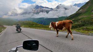 Der Film zur Austria Swiss Tour 2024 - Kaunertal
